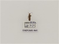 藏品(鞘翅目(1))的圖片